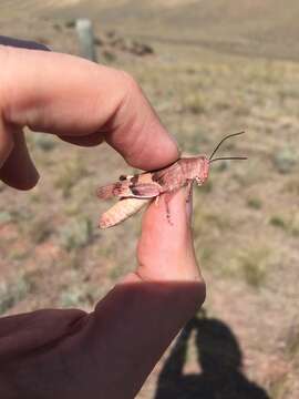 Image of Three-banded Grasshopper