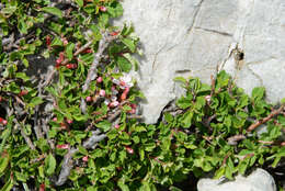 Image of Mountain cherry