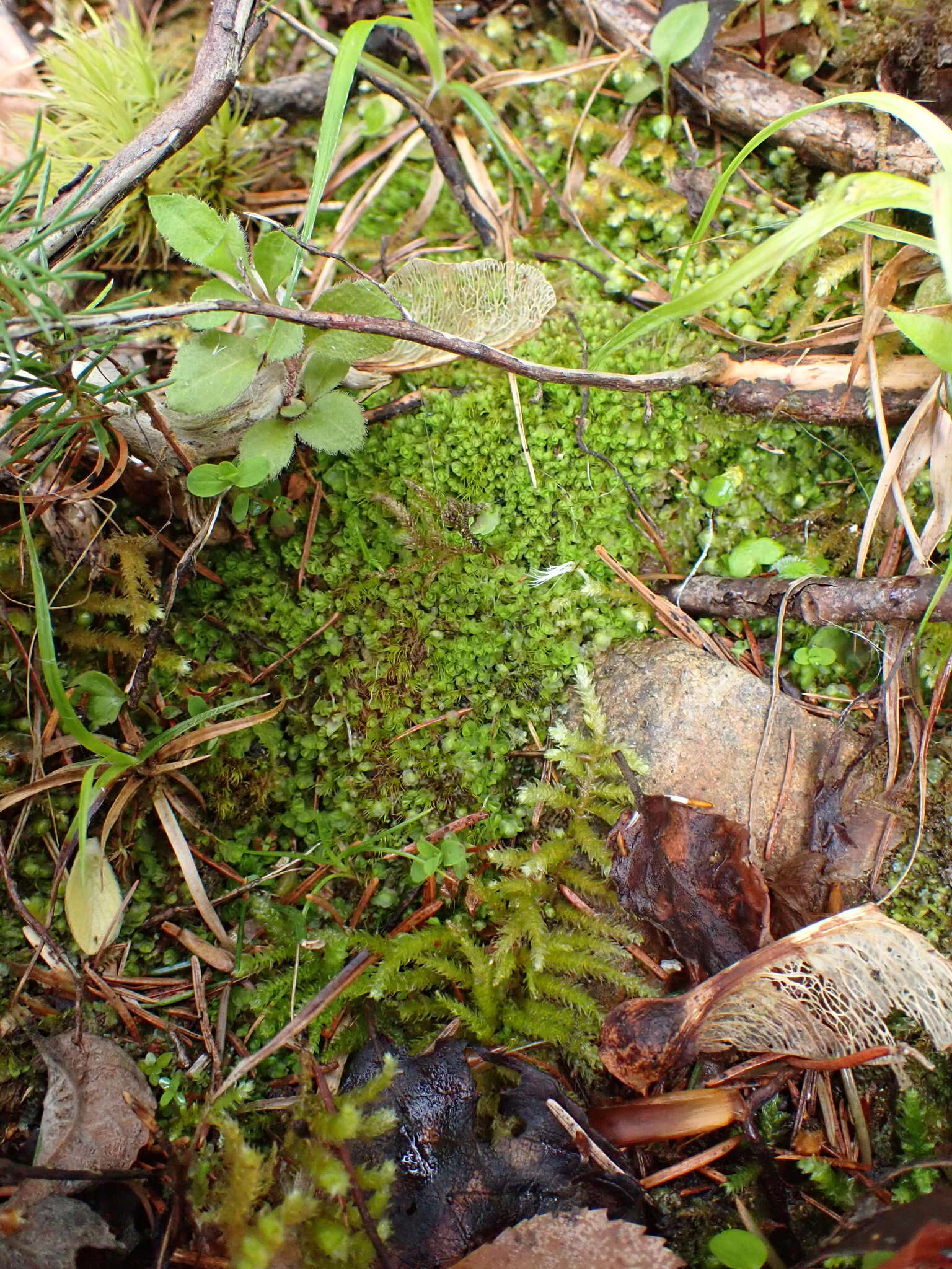 Image of Solenostoma hyalinum (Lyell) Mitt.