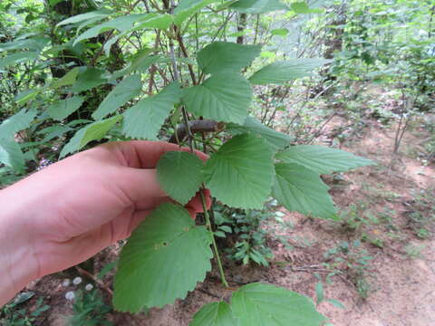 Image de Viburnum alabamense (Mc Atee) Sorrie