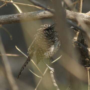 Image of Boucard's Wren