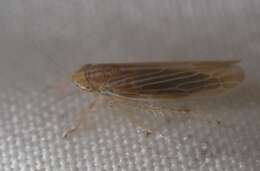 Image of <i><i>Cicadula</i></i> (Cicadula) <i>cyperacea</i>