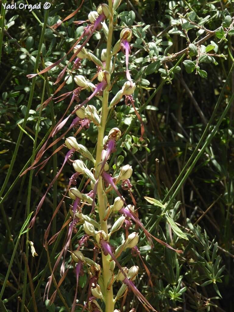 Image of Himantoglossum caprinum (M. Bieb.) Spreng.