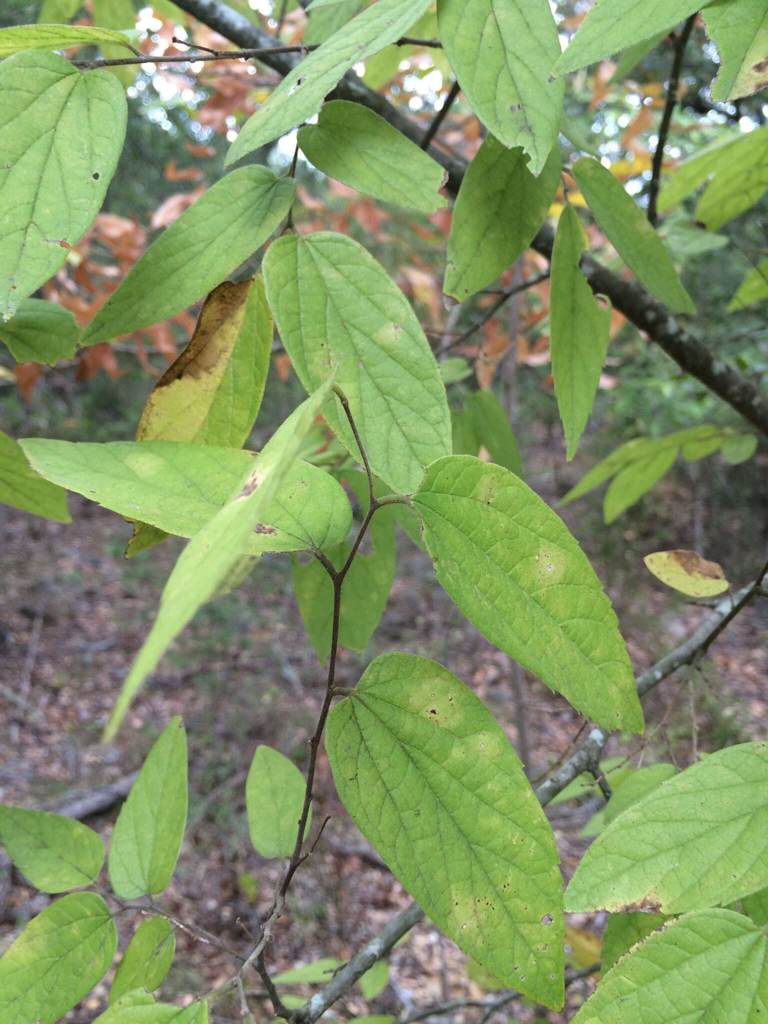 Celtis reticulata Boorsma 1907的圖片