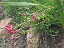 Image of Lessertia capensis (P. J. Bergius) Druce