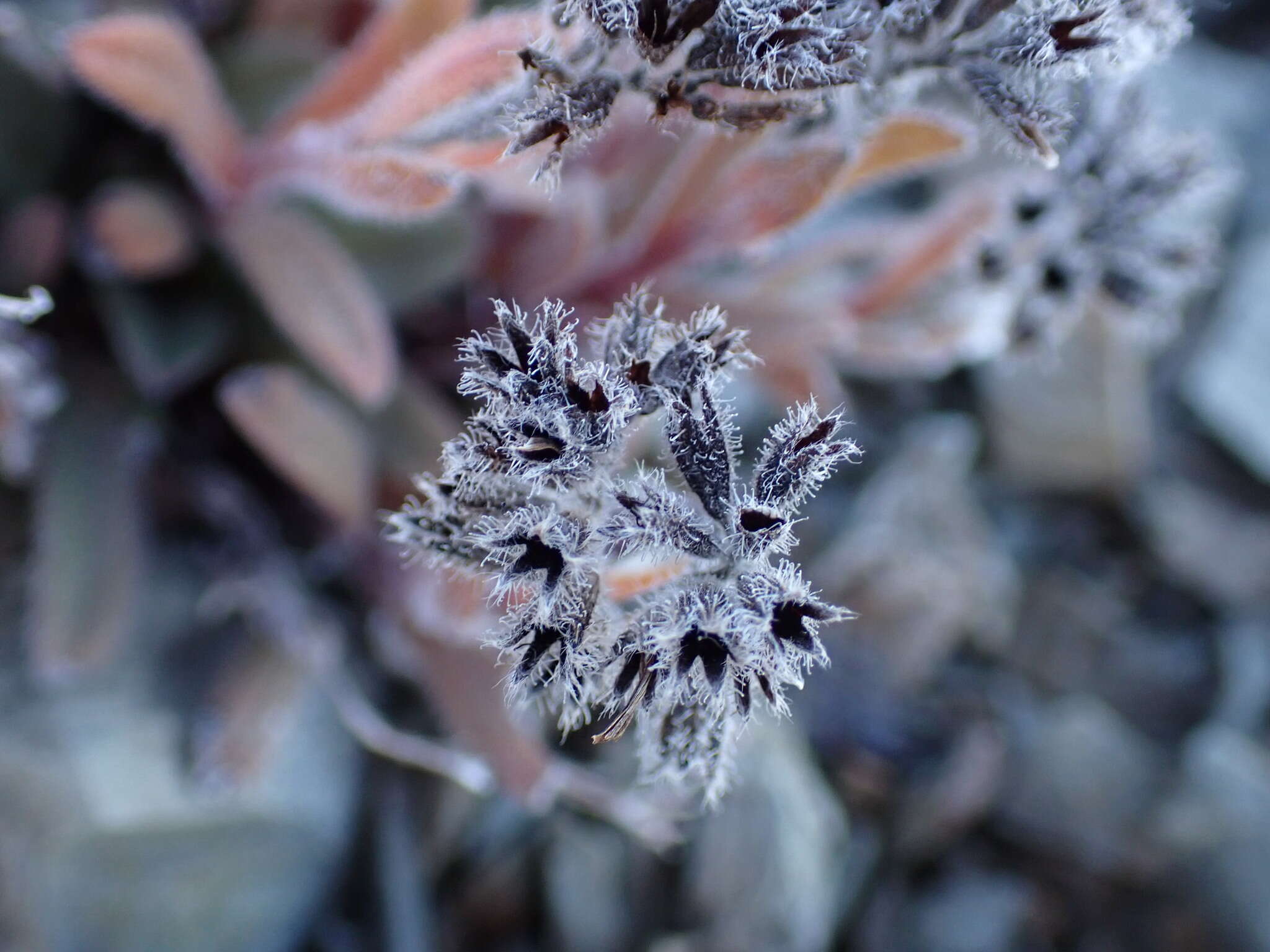 Image of Myosotis traversii var. cantabrica L. B. Moore