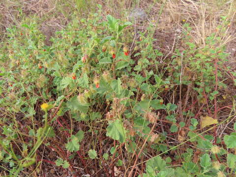 Image of Texas burstwort