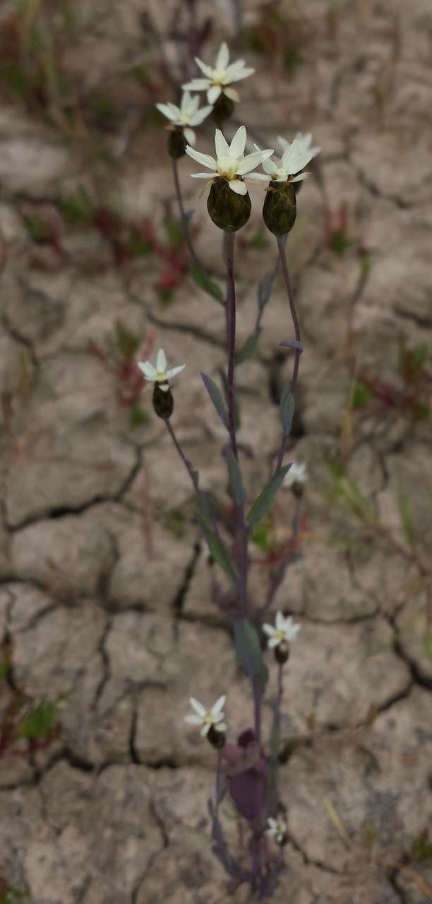 Imagem de Rhodanthe stricta (Lindl.) P. G. Wilson