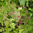 Image of Arracacia bracteata Coult. & Rose