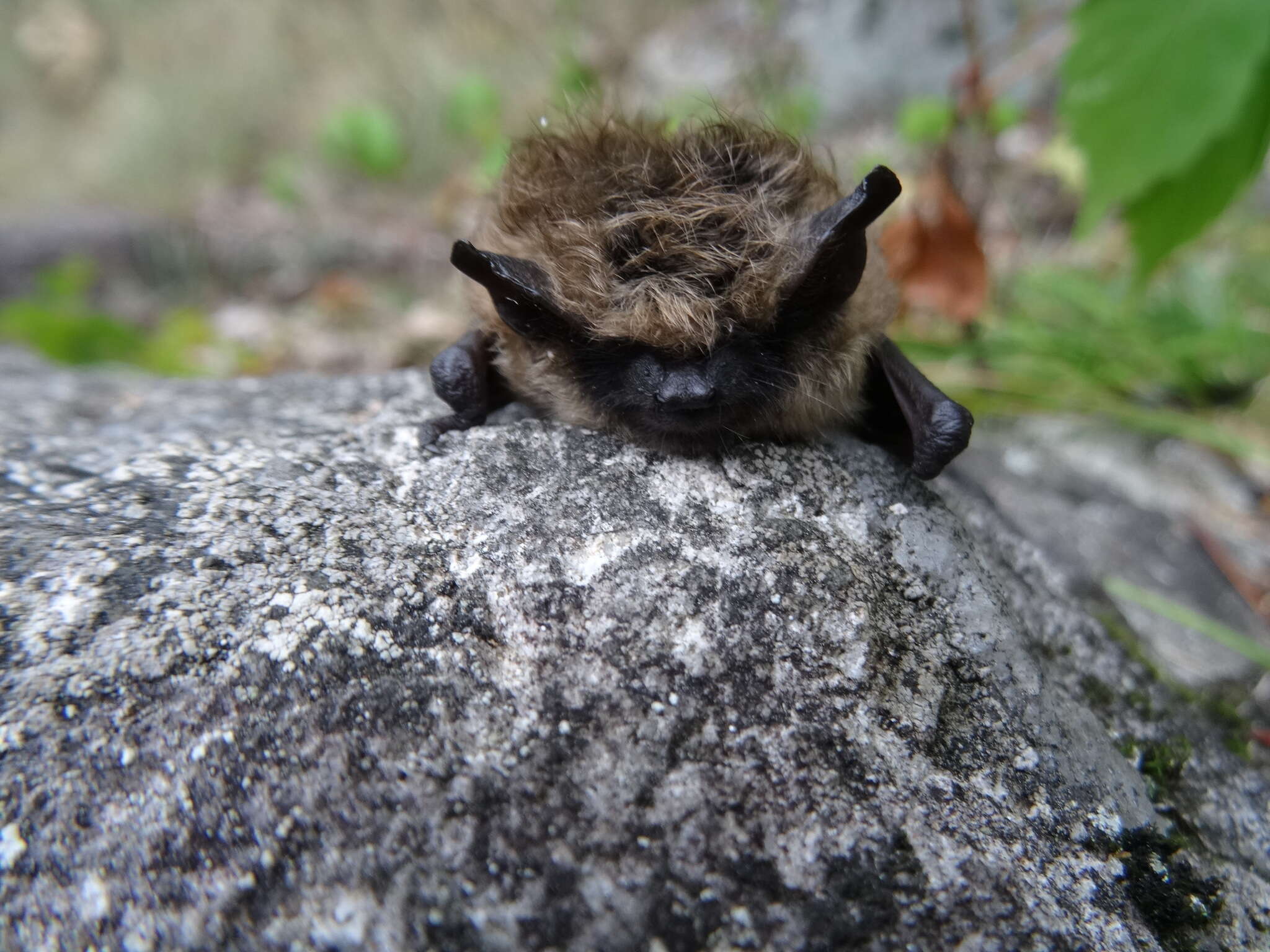 صورة Myotis leibii (Audubon & Bachman 1842)