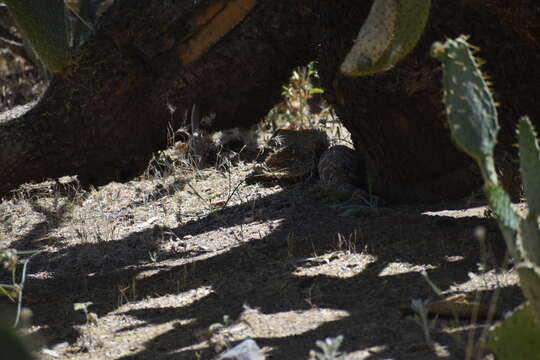 Image of Reticulated gila monster