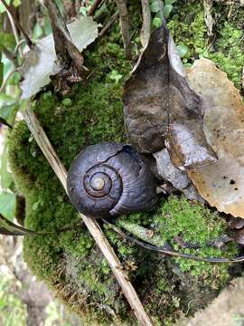 Image of Powelliphanta annectens (Powell 1936)