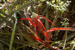 Bromelia serra Griseb.的圖片