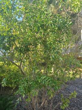 Image of Barbados cherry