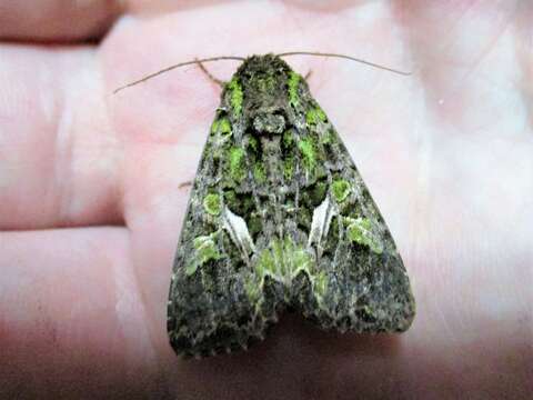 Image of orache moth