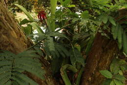 Слика од Aechmea angustifolia Poepp. & Endl.