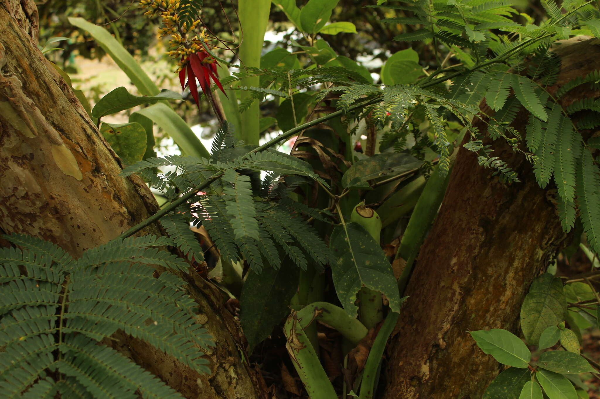 Слика од Aechmea angustifolia Poepp. & Endl.