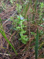 Image of blue waterhyssop