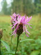 Centaurea phrygia L. resmi