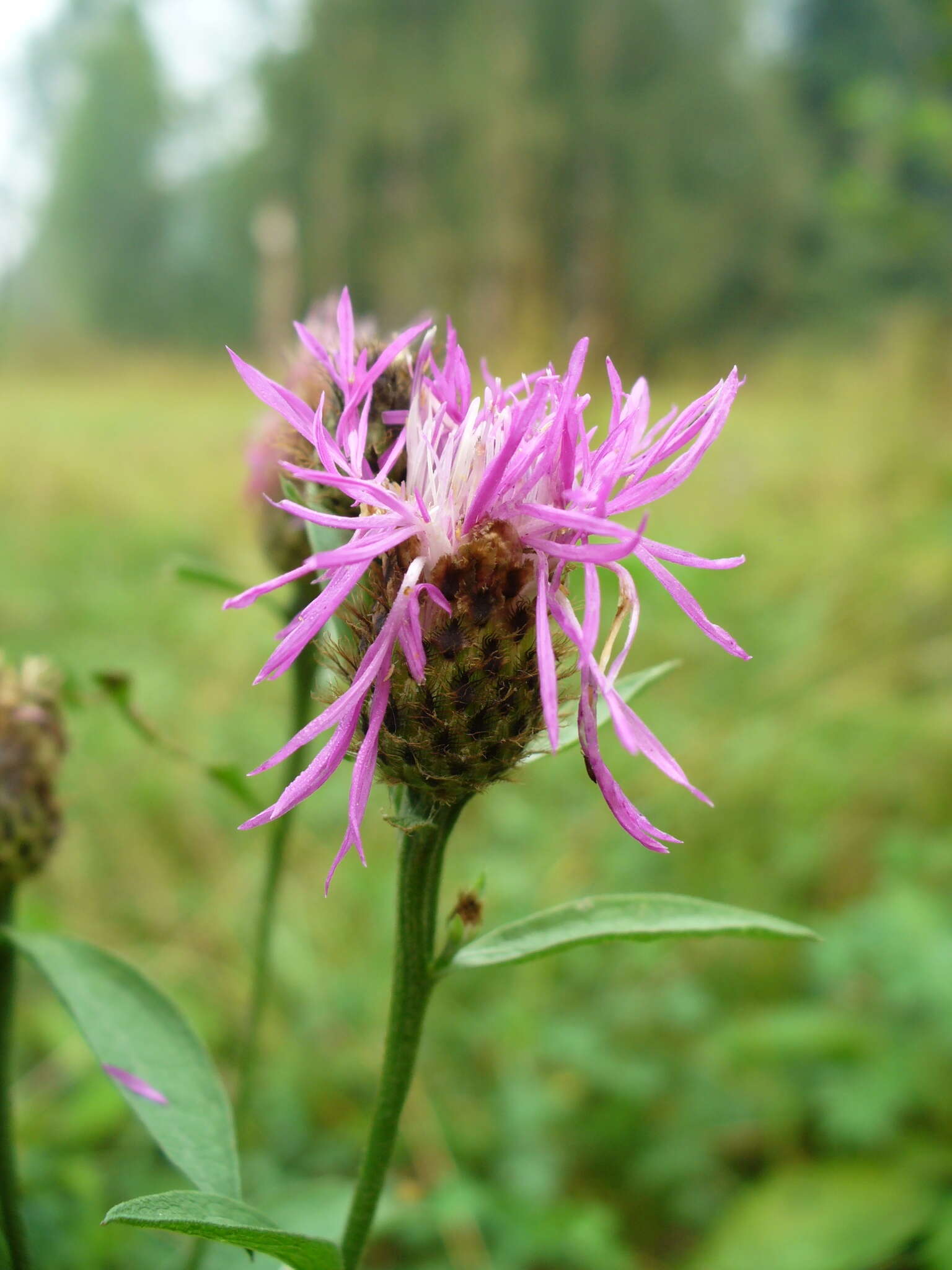 Centaurea phrygia L. resmi