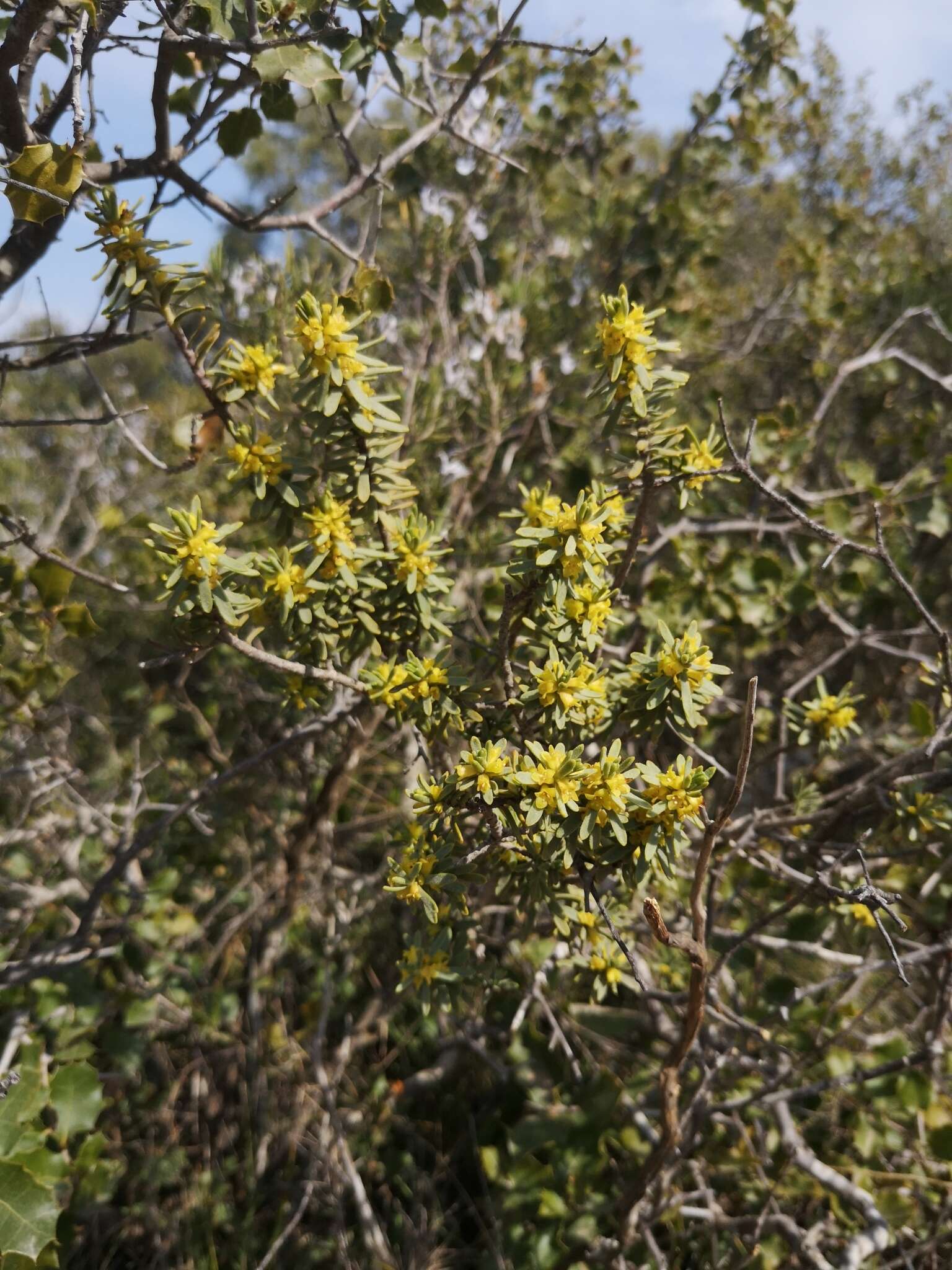 Image of Thymelaea tinctoria (Pourr.) Endl.