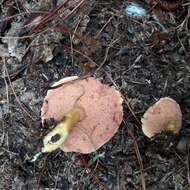 Image of Chalciporus amarellus (Quél.) Bataille