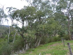 Image of Eucalyptus baueriana Schauer