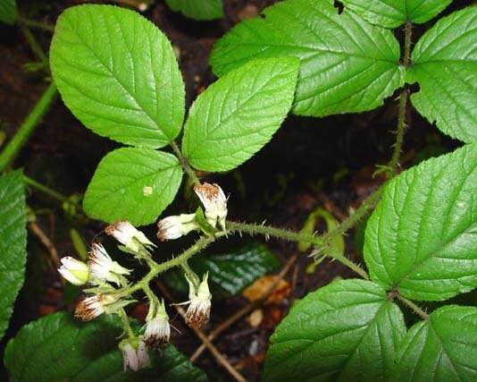 Image of Rubus angloserpens E. S. Edees & A. Newton