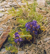 Imagem de Orobanche amoena C. A. Mey.