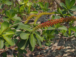 Image of Norantea guianensis var. goyasensis (Cambess.) G. L. Ferreira