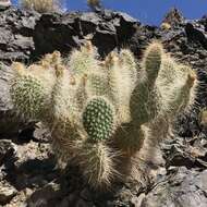 Opuntia polyacantha var. erinacea (Engelm. & J. M. Bigelow) B. D. Parfitt resmi