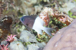 Plancia ëd Pycnochromis iomelas (Jordan & Seale 1906)