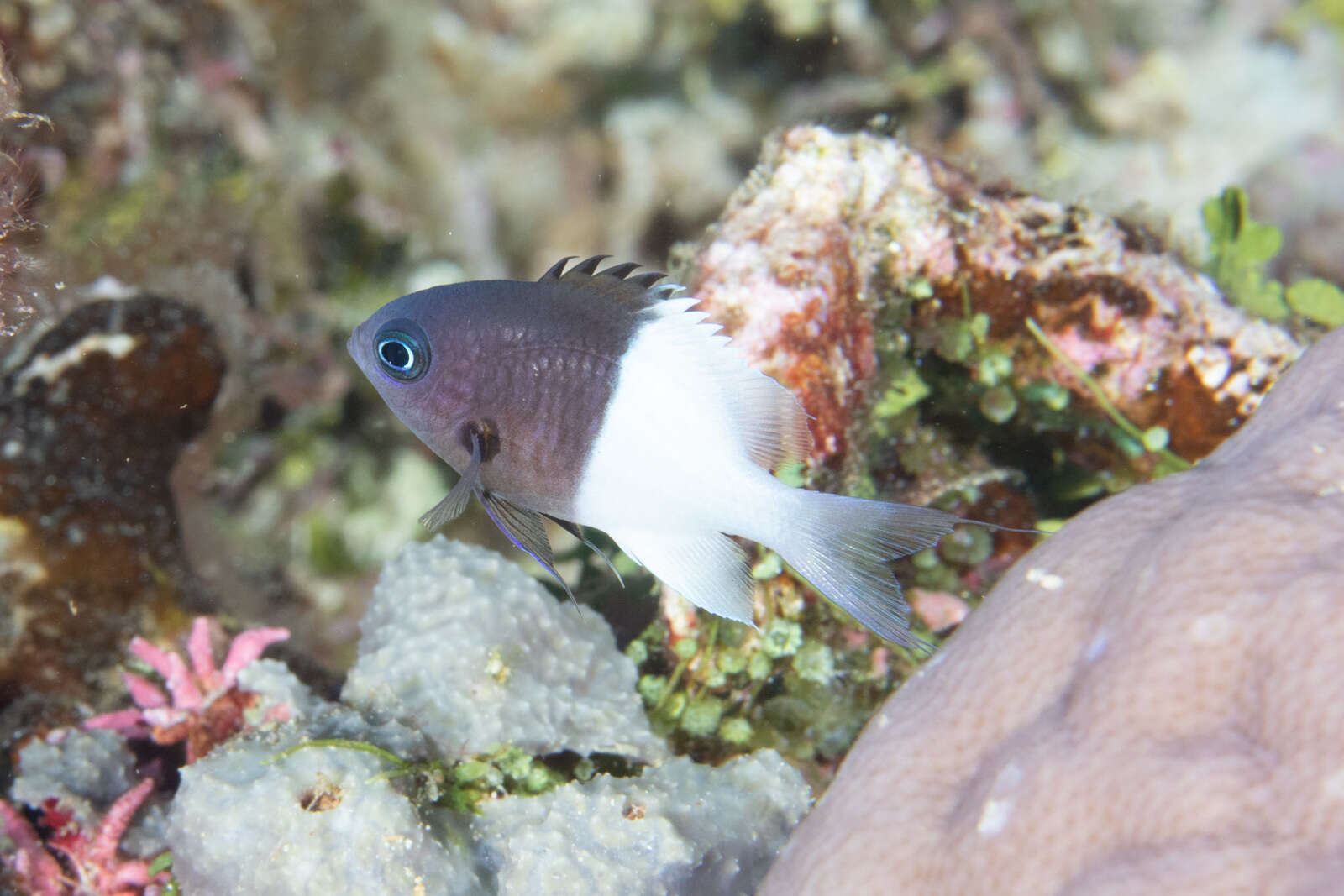 Plancia ëd Pycnochromis iomelas (Jordan & Seale 1906)