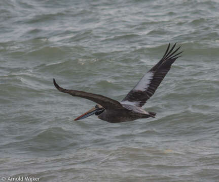 Image of Peruvian Pelican