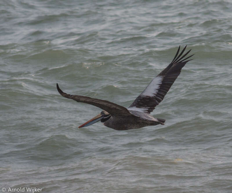 Image of Peruvian Pelican