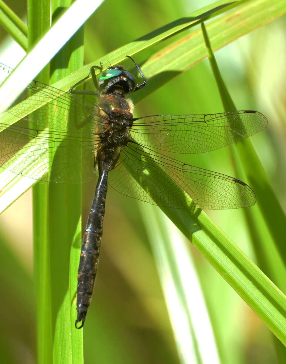 Image of Mountain Emerald