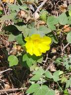 Image of Hawai'ian cotton