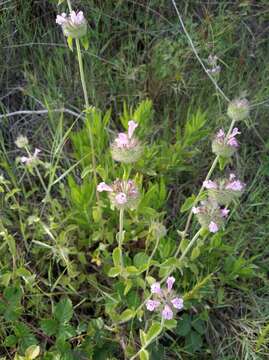 Image of Clinopodium vulgare subsp. orientale Bothmer