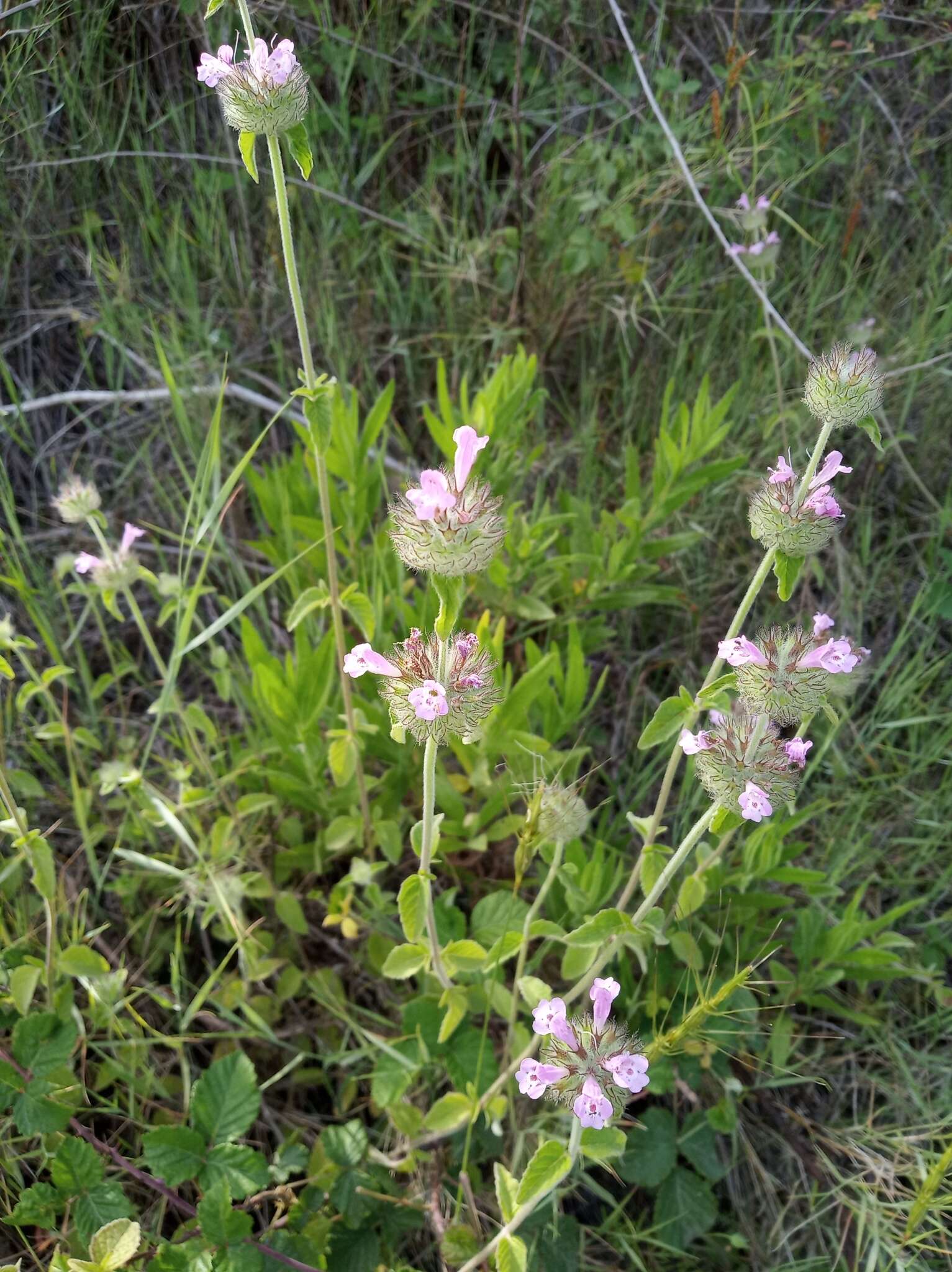 Слика од Clinopodium vulgare subsp. orientale Bothmer