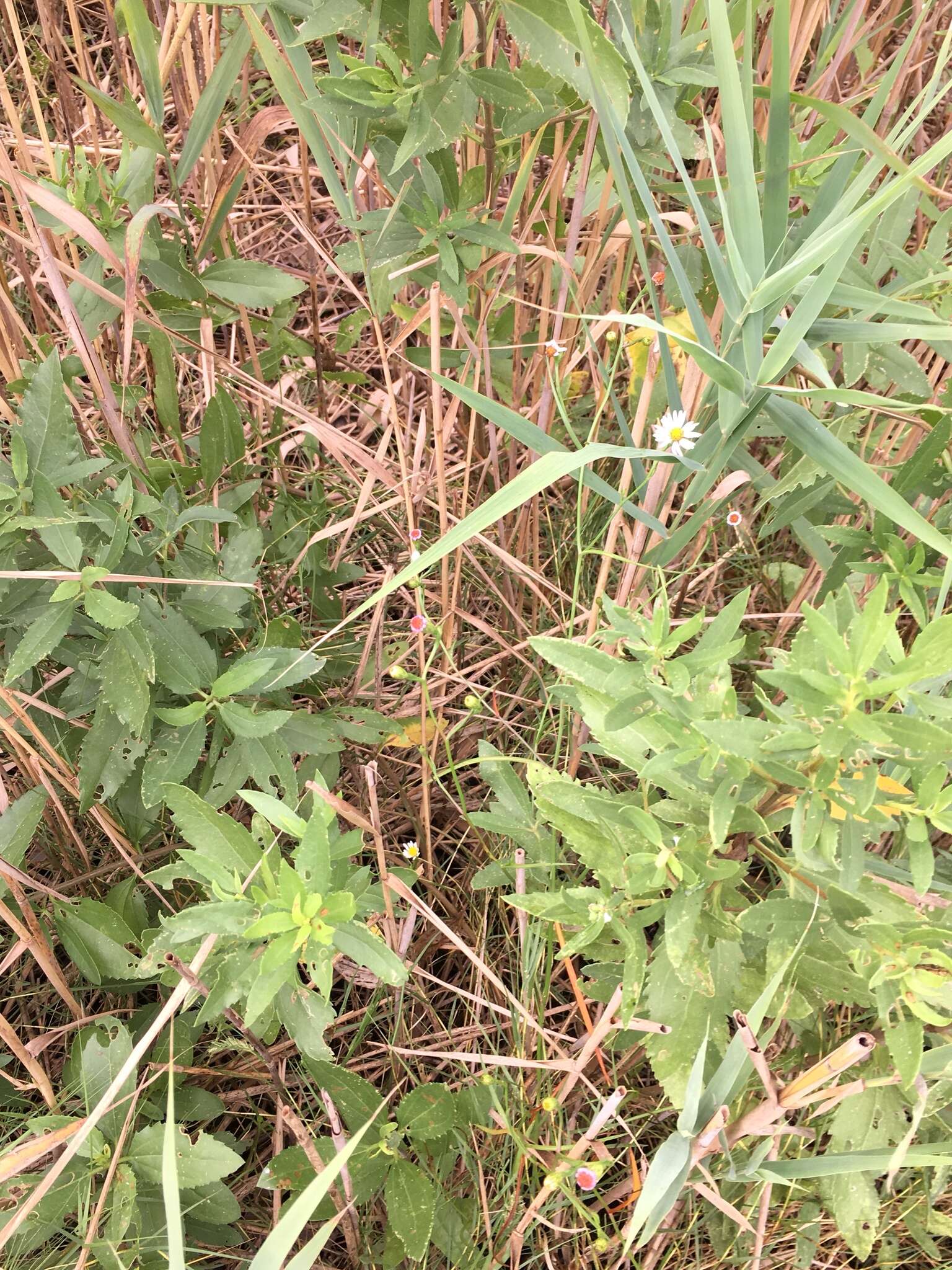 Sivun <i>Symphyotrichum <i>tenuifolium</i></i> var. tenuifolium kuva