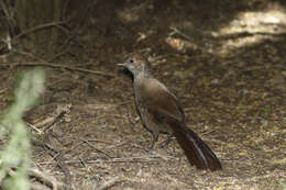 صورة Dasyornis broadbenti (McCoy 1867)