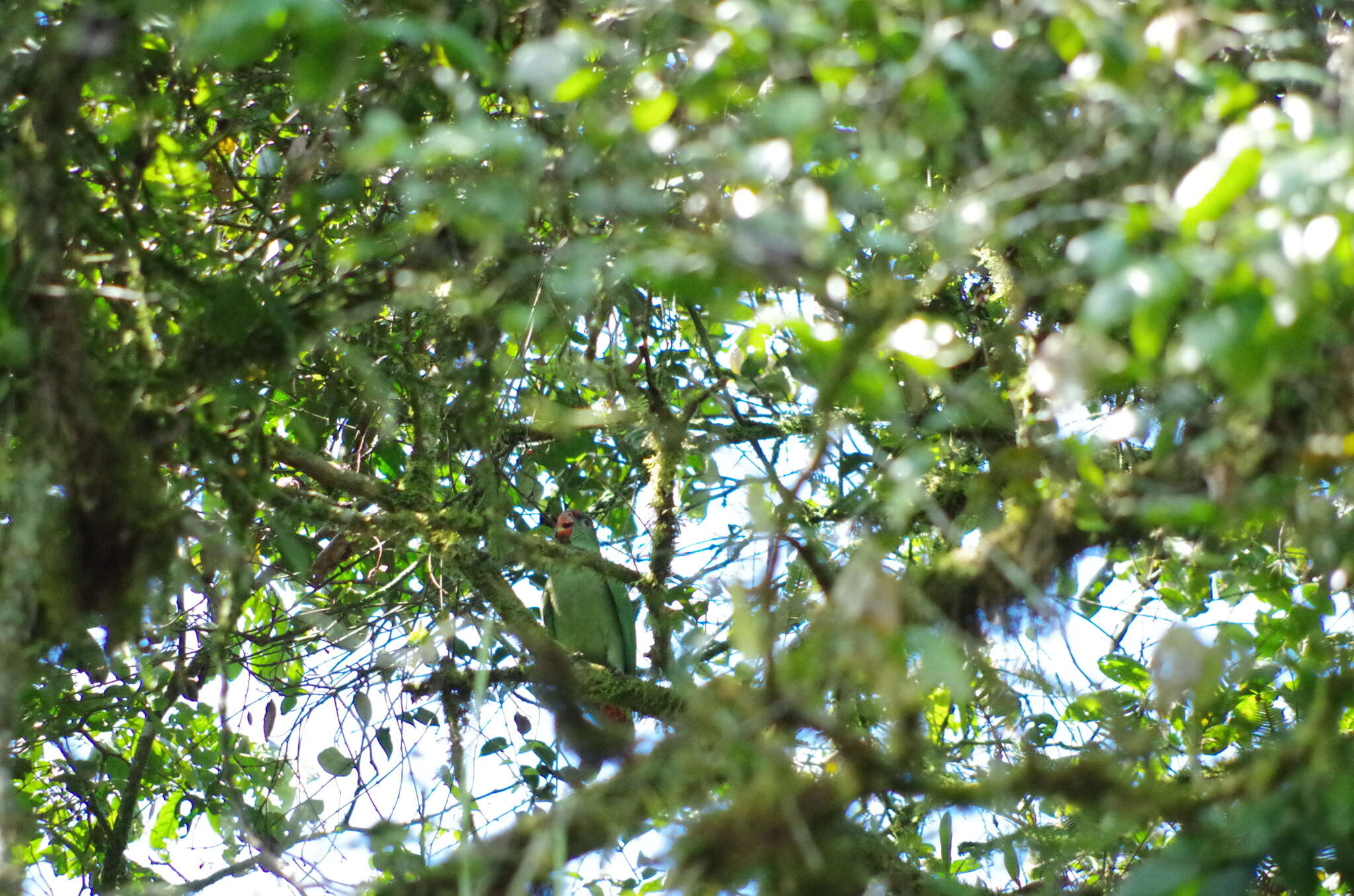 Image of Red-billed Parrot