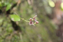 Image of Stelis villosa (Knowles & Westc.) Pridgeon & M. W. Chase