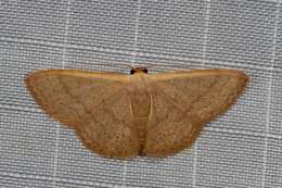 صورة Idaea uniformis Warren 1896