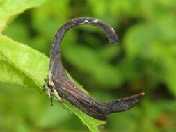 Imagem de Cladonota (Falculifera) apicalis Stål