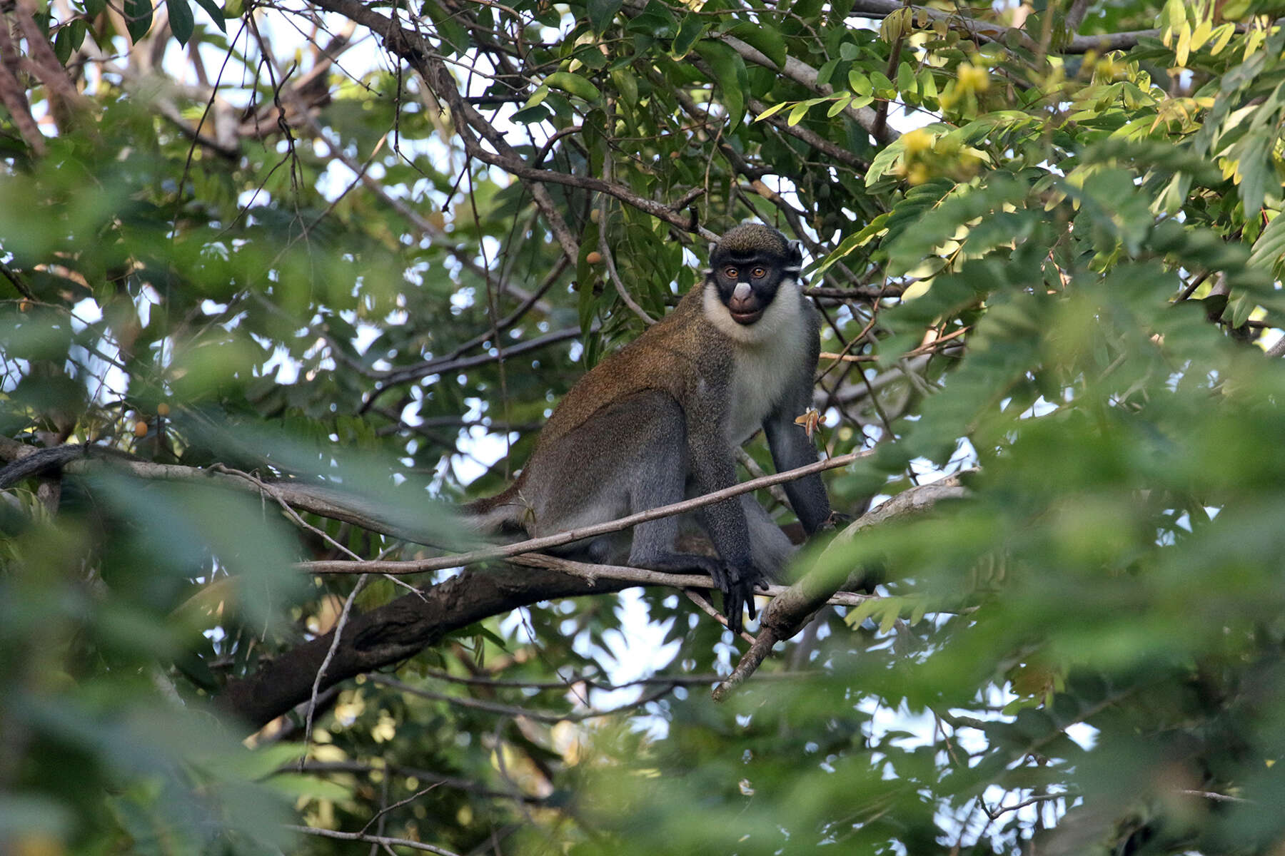 Sivun Cercopithecus petaurista (Schreber 1774) kuva