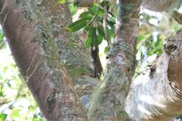 Image of Black-striped Squirrel