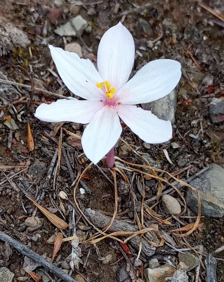 Sivun Gethyllis spiralis (Thunb.) Thunb. kuva