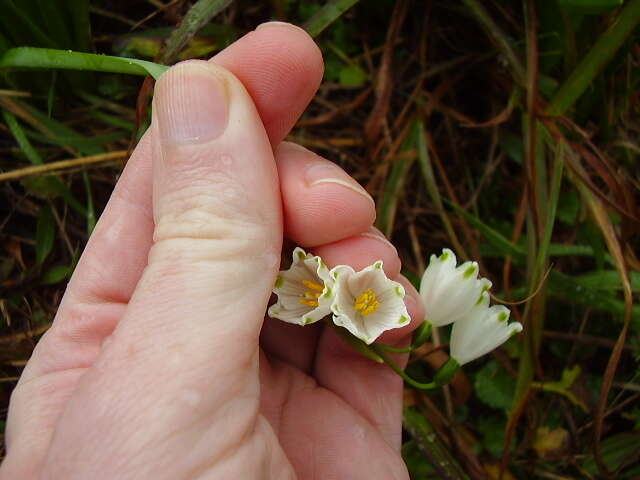 Image of Loddon lily