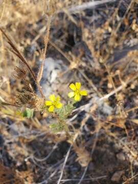 صورة Madia chilensis (Nutt.) Reiche